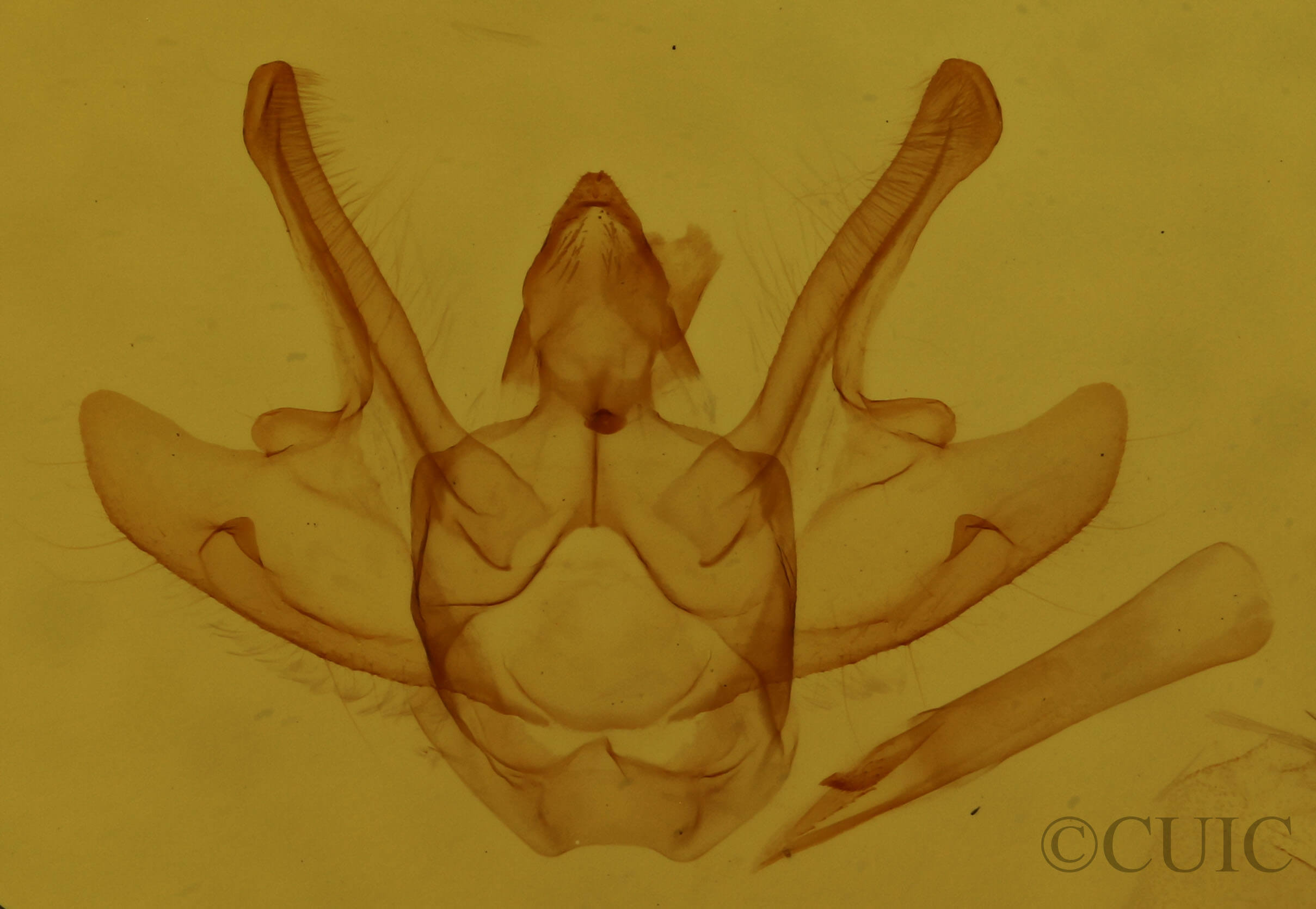 genitalia view of adult Macaria argillacearia