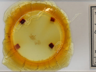 slide view of adult Macaria argillacearia