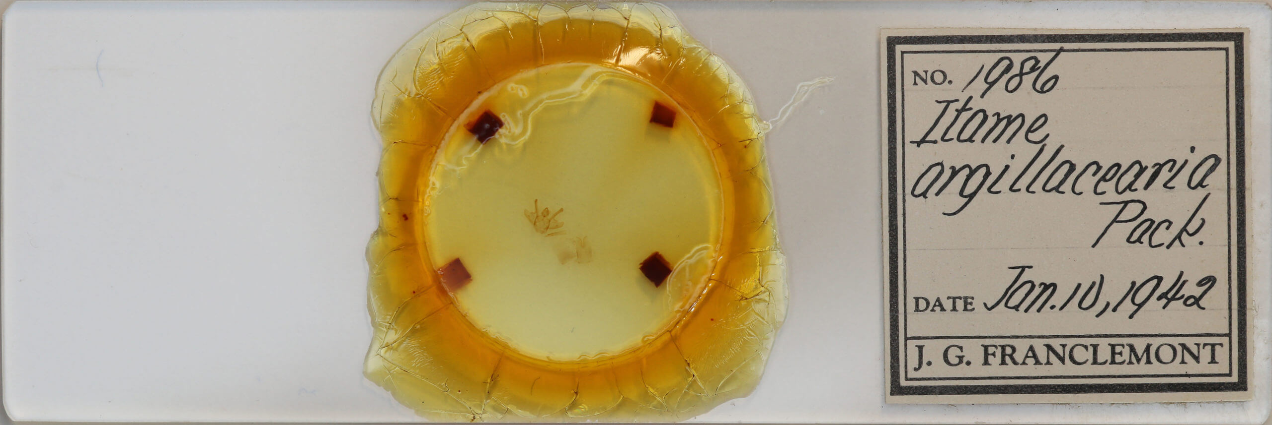 slide view of adult Macaria argillacearia