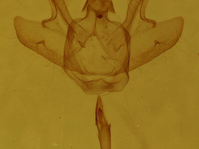 genitalia view of adult Macaria argillacearia