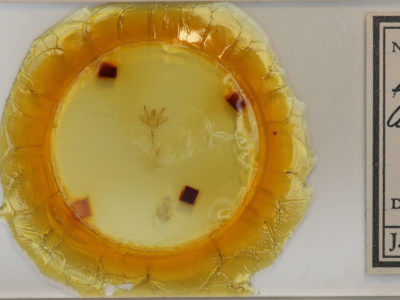 slide view of adult Macaria argillacearia