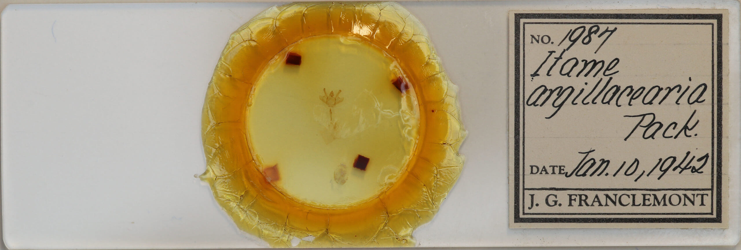 slide view of adult Macaria argillacearia