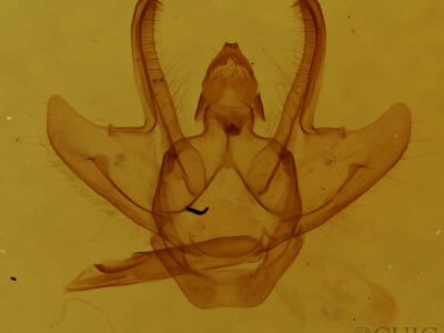 genitalia view of adult Macaria evagaria