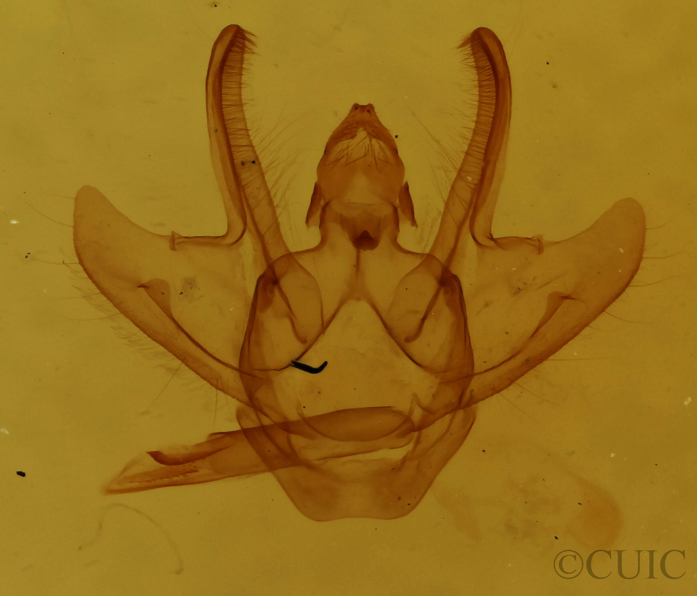 genitalia view of adult Macaria evagaria