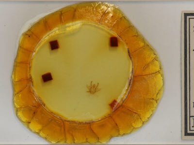 slide view of adult Macaria evagaria