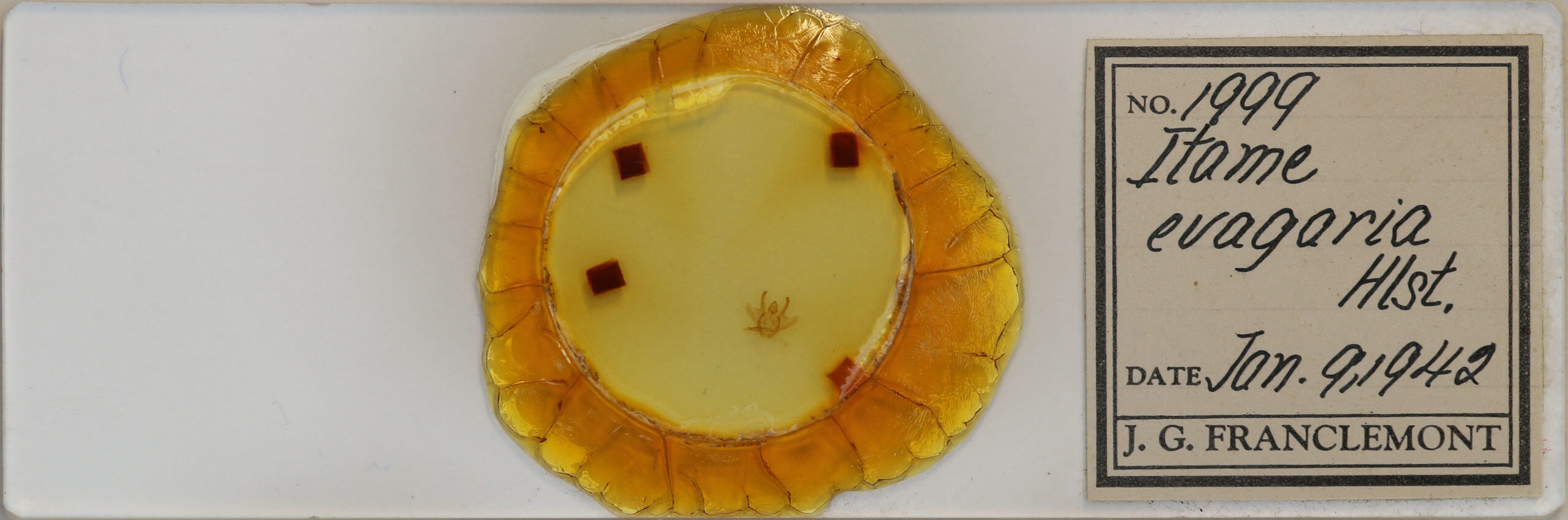 slide view of adult Macaria evagaria