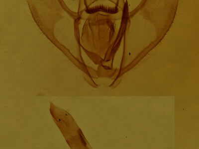 genitalia view of adult Lambdina fervidaria athasaria