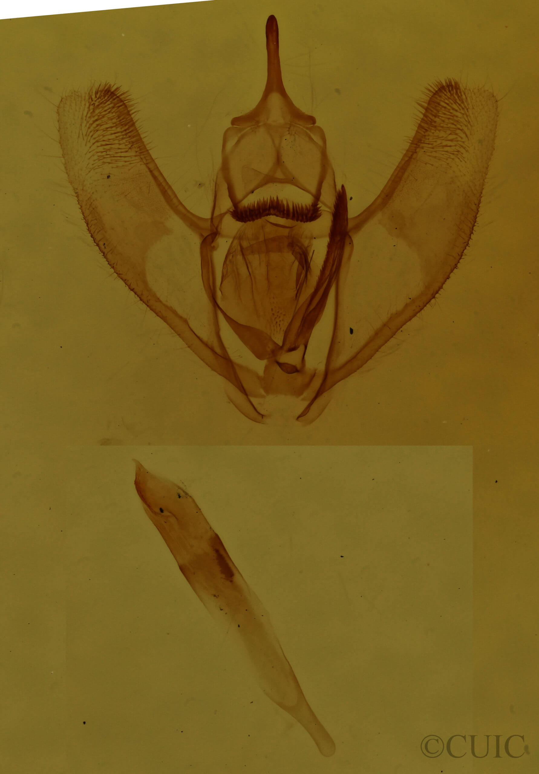 genitalia view of adult Lambdina fervidaria athasaria