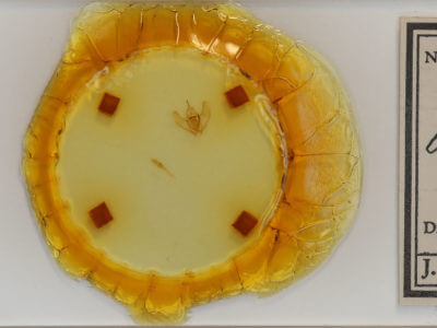 slide view of adult Lambdina fervidaria athasaria