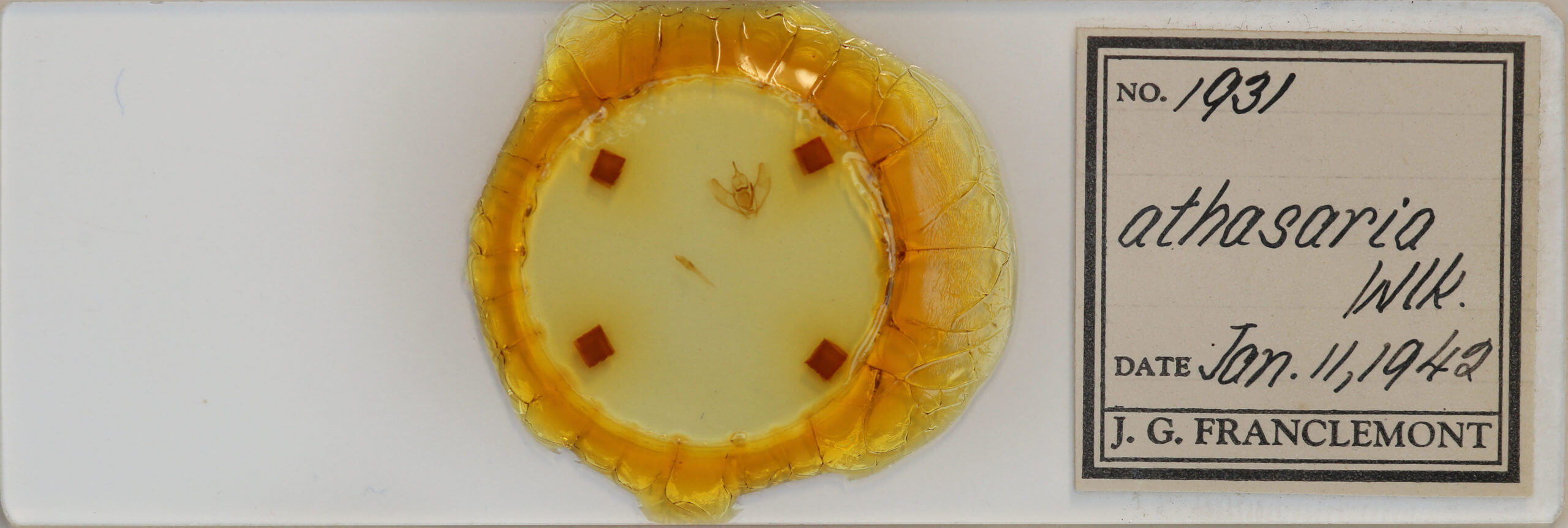 slide view of adult Lambdina fervidaria athasaria