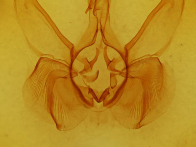 genitalia view of adult Lepasta bractea