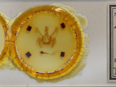 slide view of adult Lepasta bractea