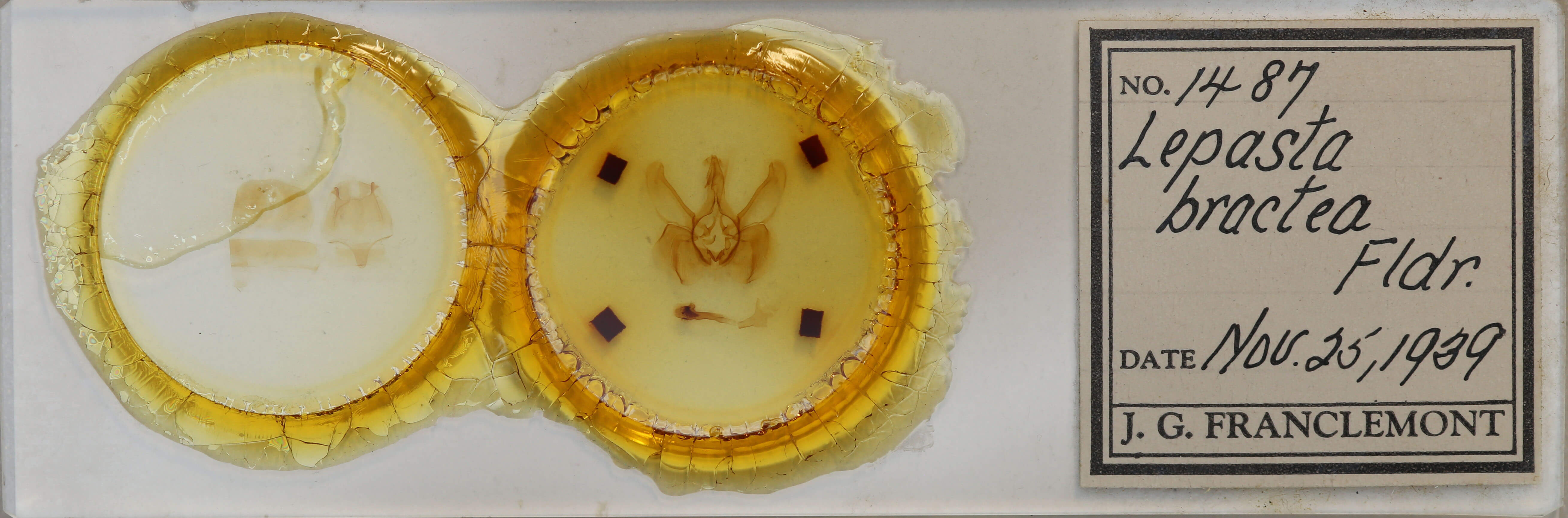 slide view of adult Lepasta bractea