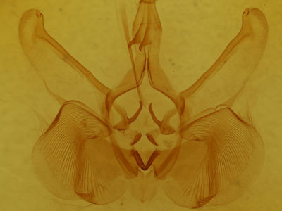 genitalia view of adult Lepasta bractea