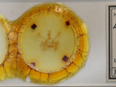 slide view of adult Lepasta bractea