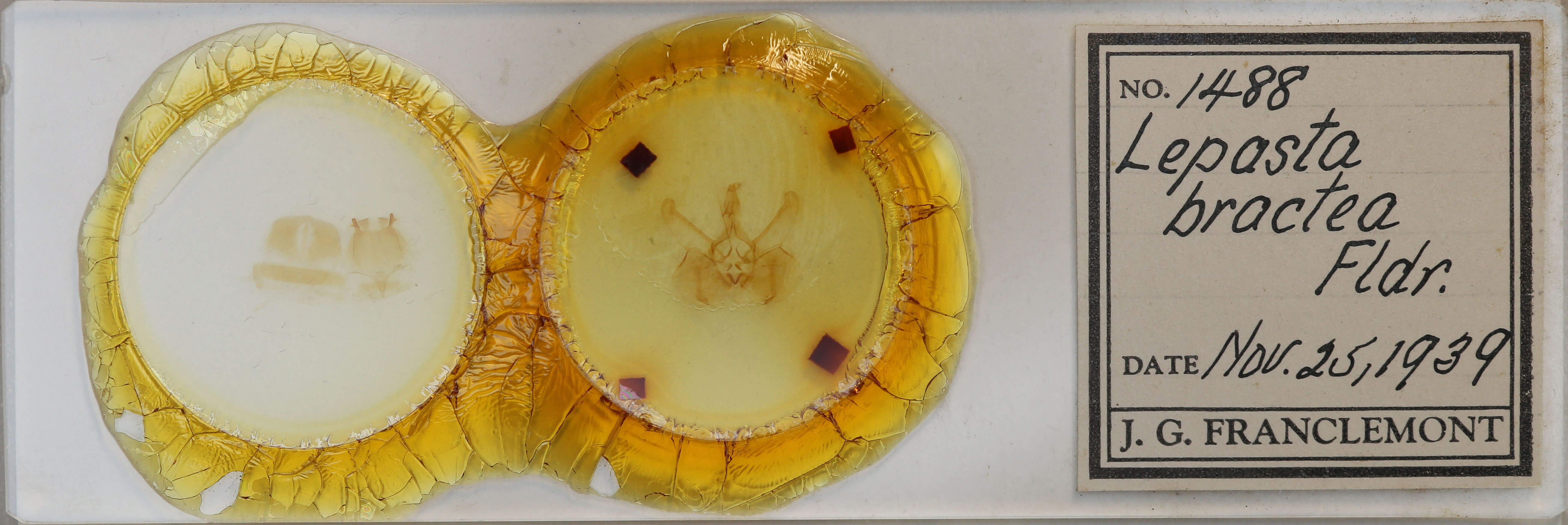 slide view of adult Lepasta bractea