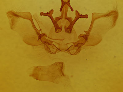 genitalia view of adult Lepasta conspicua