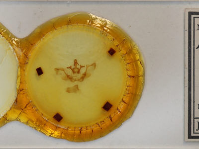 slide view of adult Lepasta conspicua