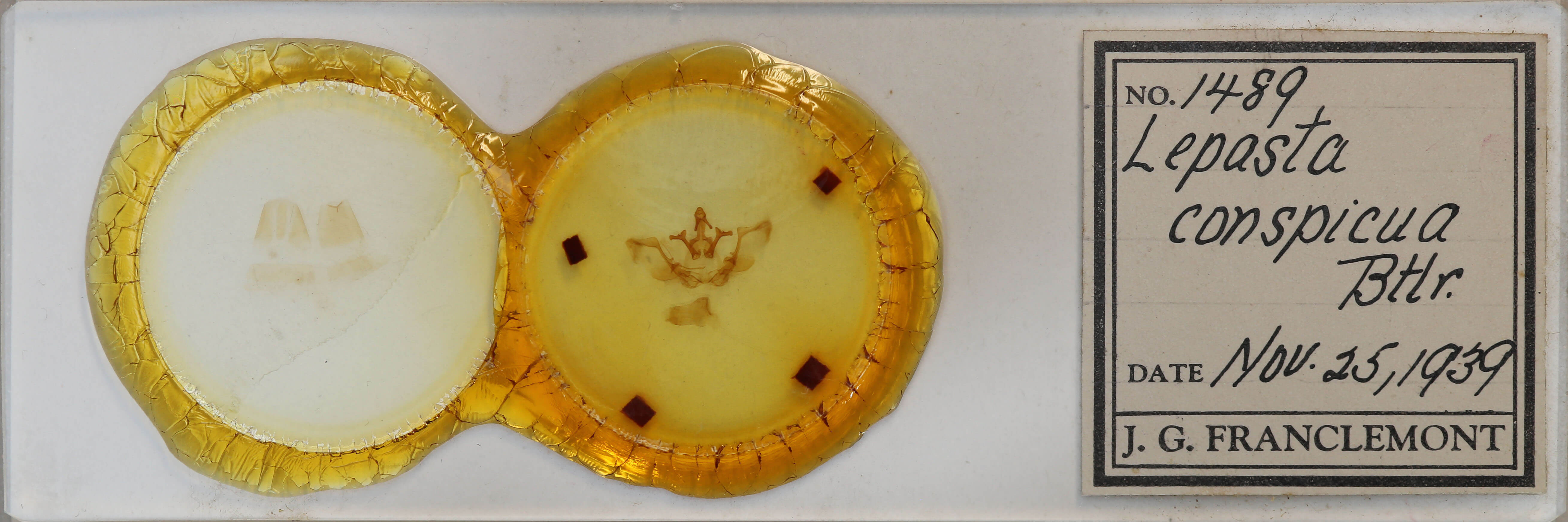 slide view of adult Lepasta conspicua