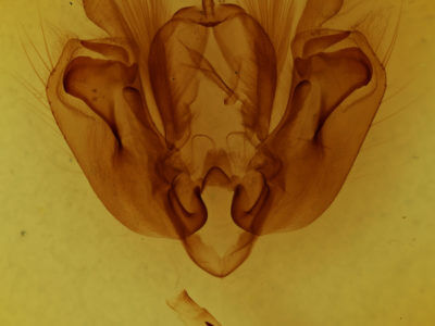 genitalia view of adult Leucania inermis