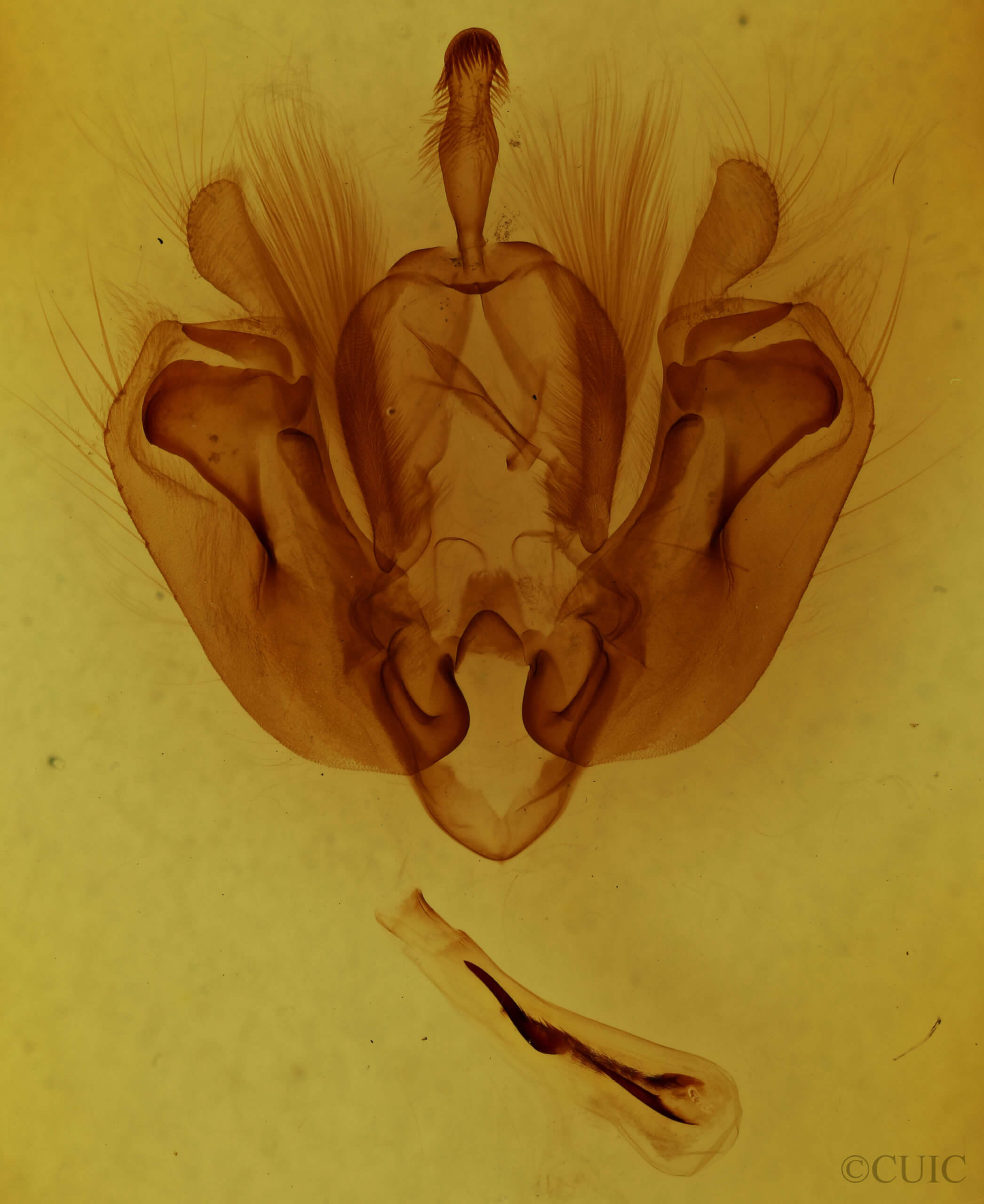 genitalia view of adult Leucania inermis