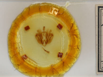 slide view of adult Leucania inermis