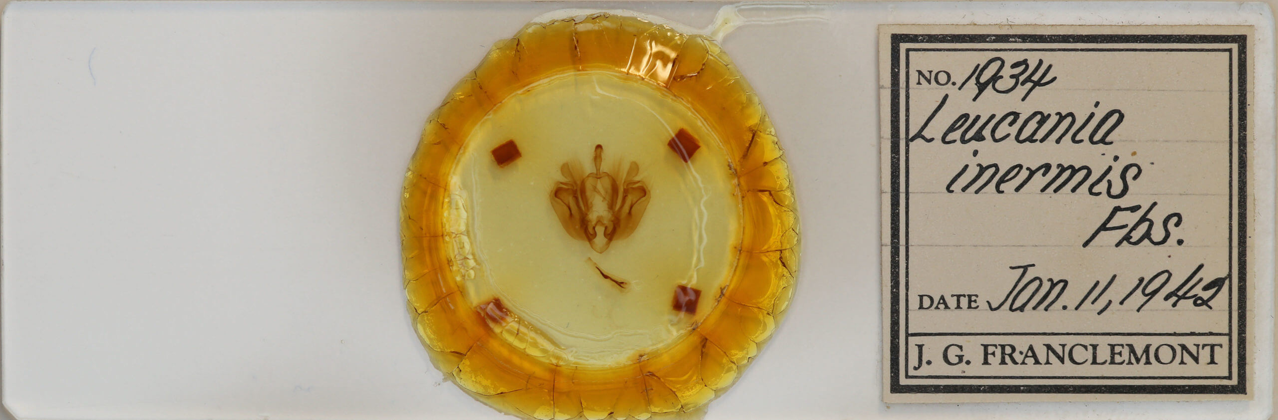 slide view of adult Leucania inermis