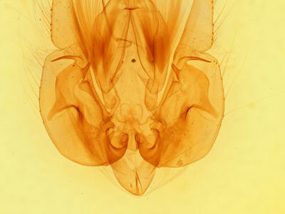 genitalia view of adult Leucania lapidaria