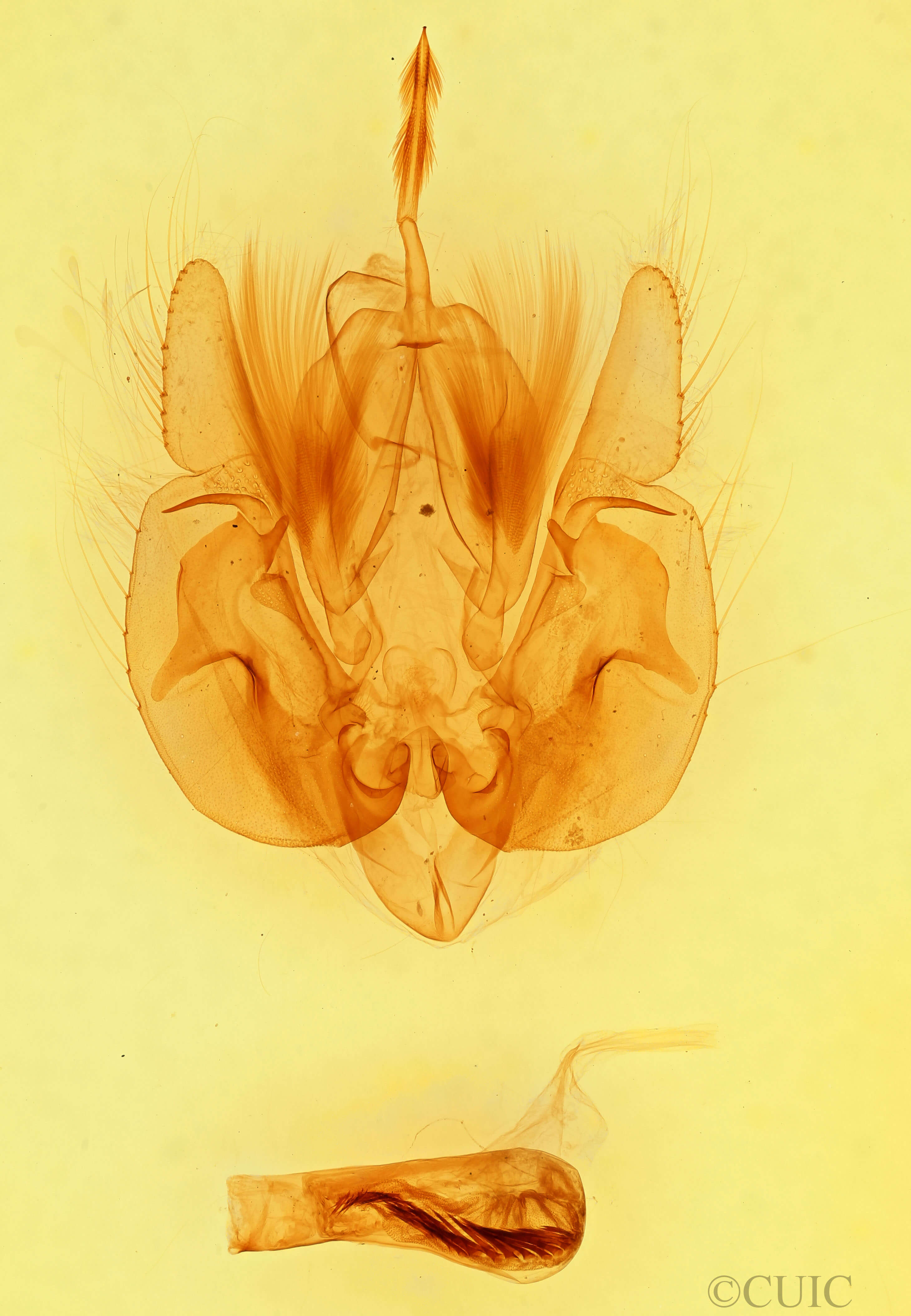 genitalia view of adult Leucania lapidaria