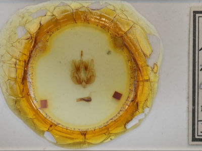 slide view of adult Leucania lapidaria