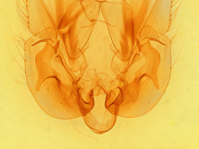 genitalia view of adult Leucania lapidaria