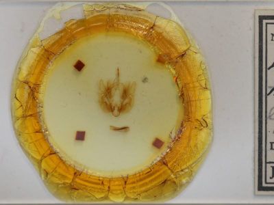 slide view of adult Leucania lapidaria