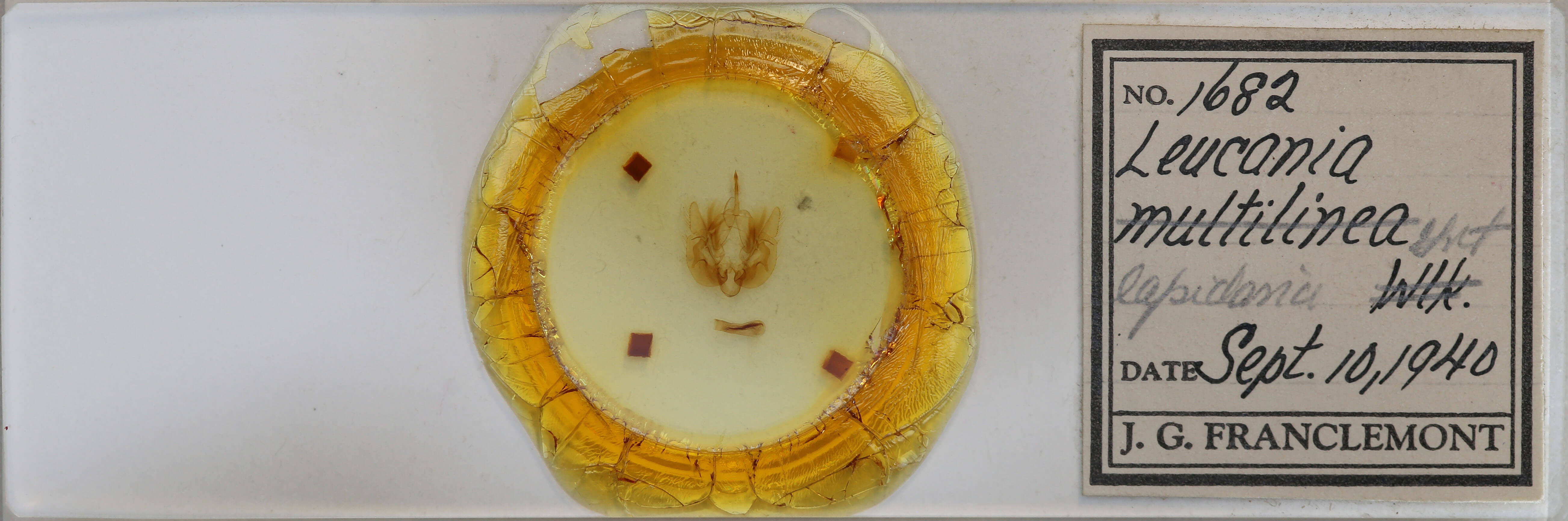 slide view of adult Leucania lapidaria