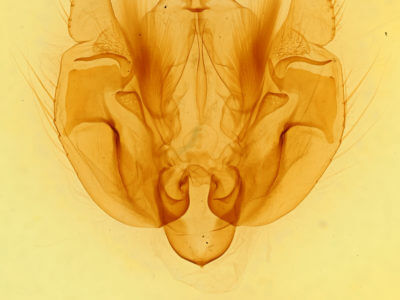 genitalia view of adult Leucania phragmitidicola