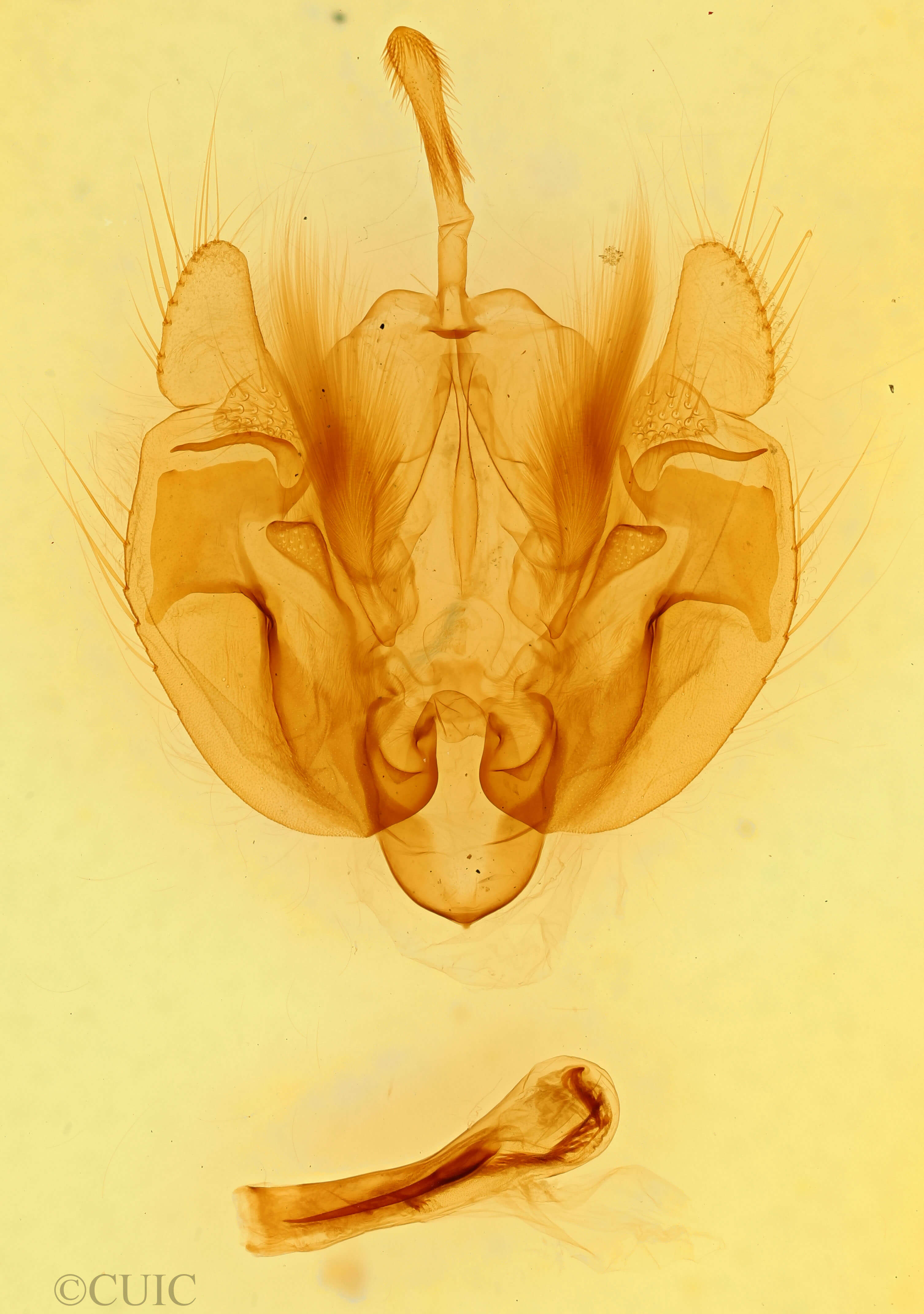 genitalia view of adult Leucania phragmitidicola
