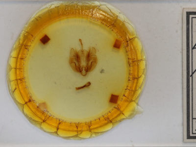 slide view of adult Leucania phragmitidicola