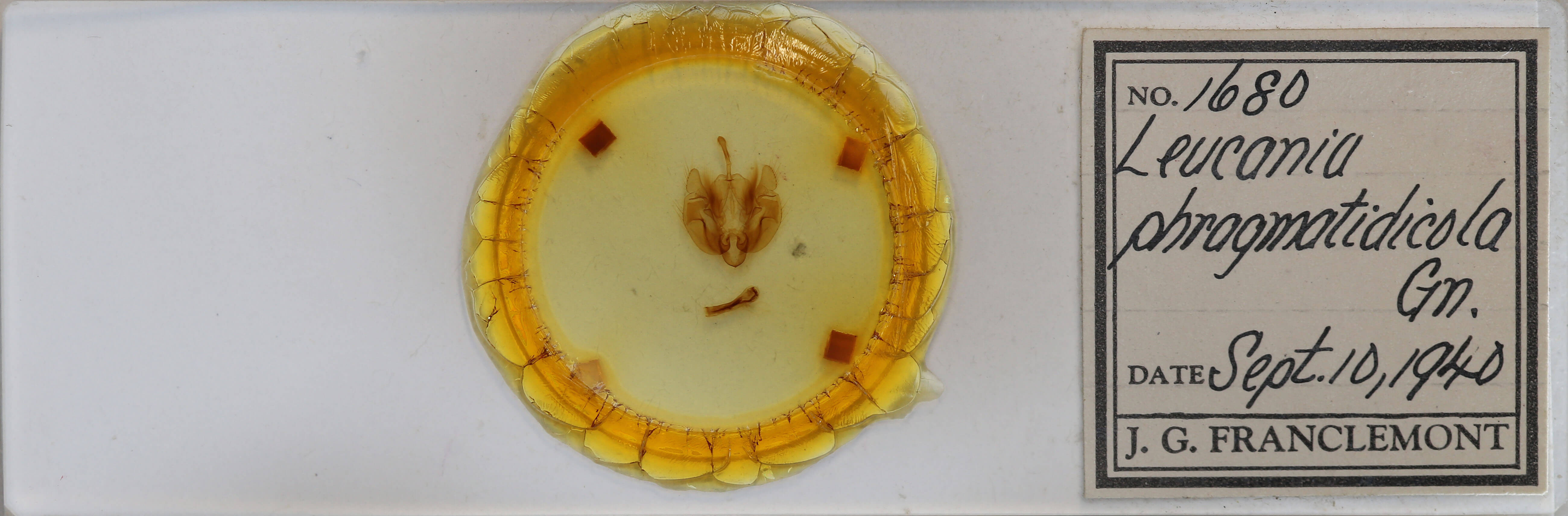 slide view of adult Leucania phragmitidicola