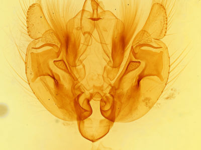 genitalia view of adult Leucania phragmitidicola