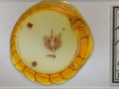 slide view of adult Leucania phragmitidicola