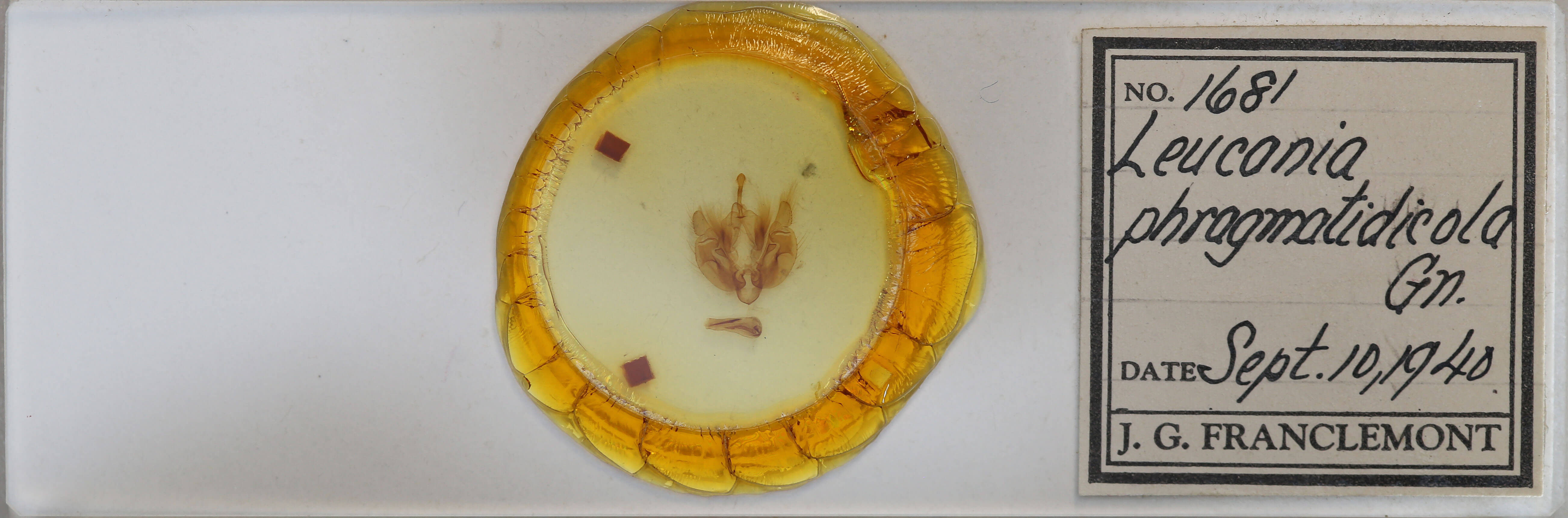 slide view of adult Leucania phragmitidicola