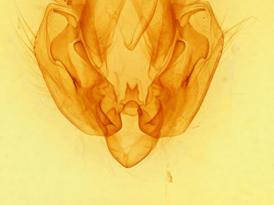 genitalia view of adult Leucania ursula