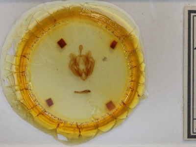 slide view of adult Leucania ursula