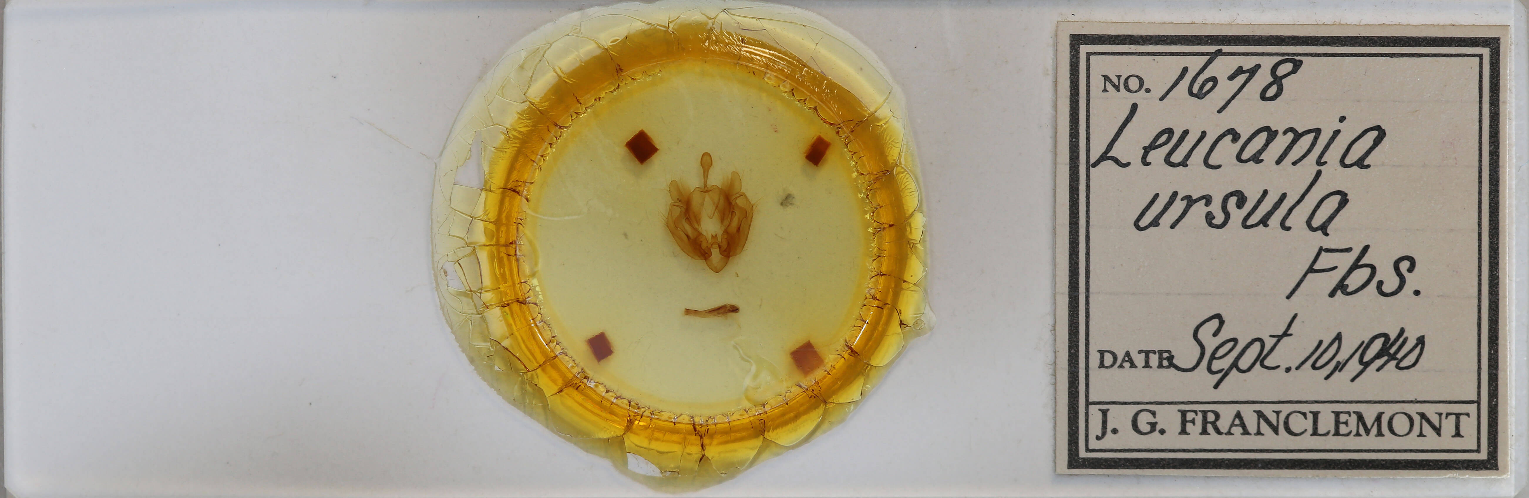 slide view of adult Leucania ursula