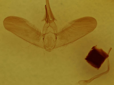 genitalia view of adult Lithacodes fasciola