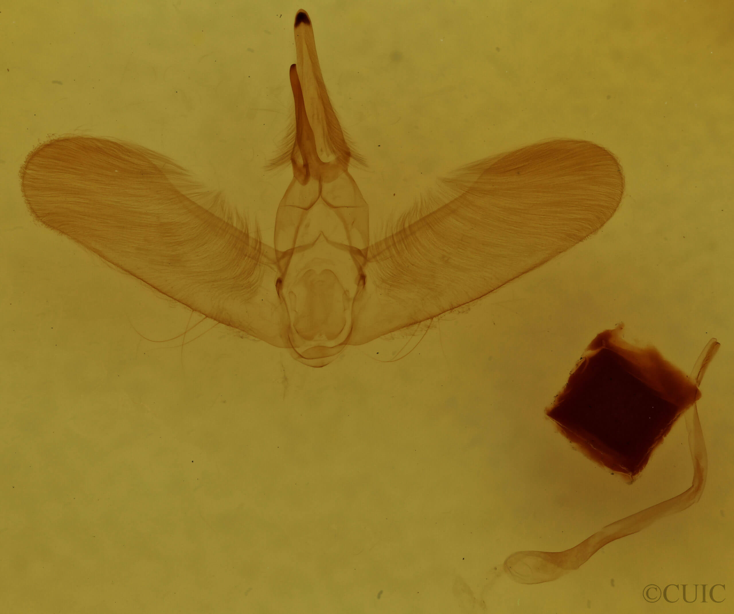 genitalia view of adult Lithacodes fasciola