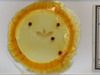 slide view of adult Lithacodes fasciola