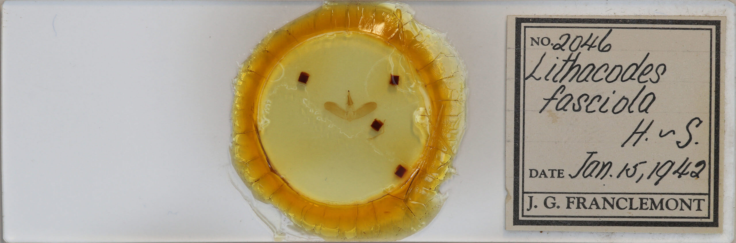 slide view of adult Lithacodes fasciola