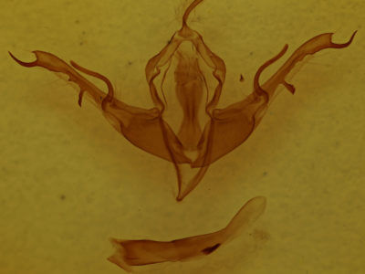 genitalia view of adult Lithophane baileyi