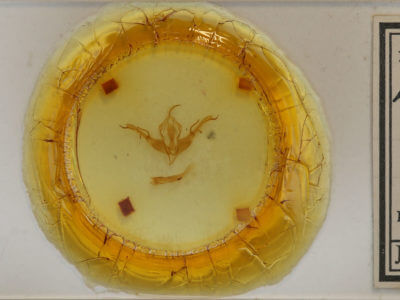 slide view of adult Lithophane baileyi