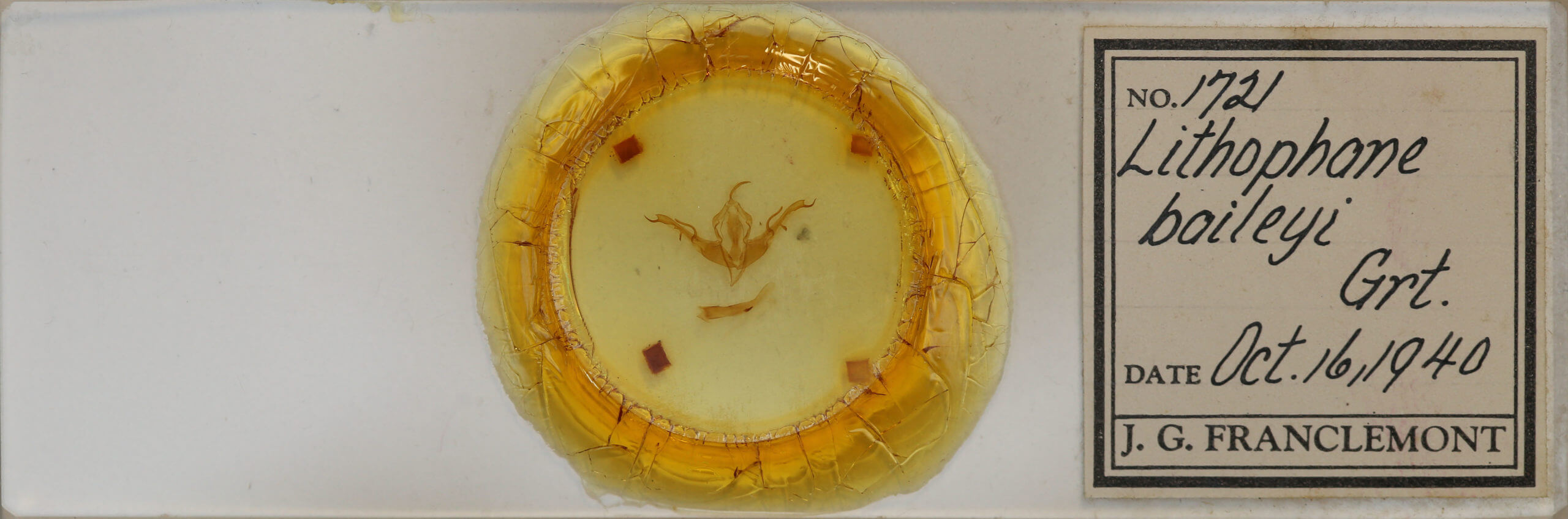 slide view of adult Lithophane baileyi